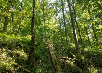 Green forest on a hillside at Sycamore Park